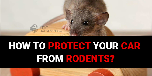 How-to-Protect-Your-Car-from-Rodents